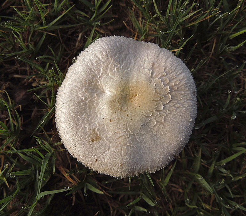 Unidentified Mushroom 