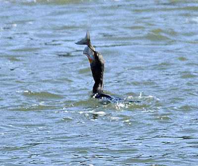 Double-crested Cormorant