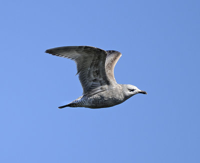 1st Winter Bird