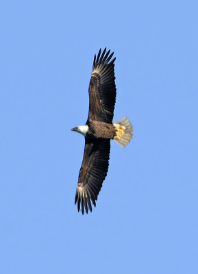 Adult