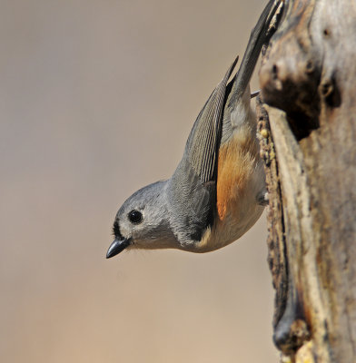 Tufted Titmouse