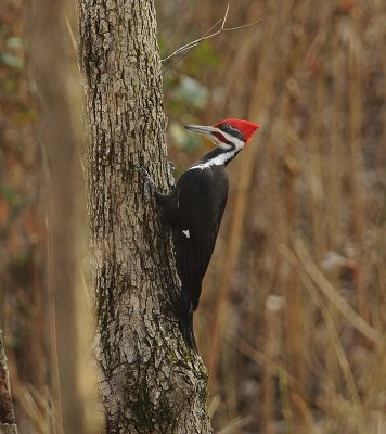 Adult Male