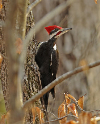 Pileated Woodpecker