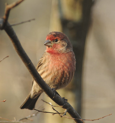 House Finch