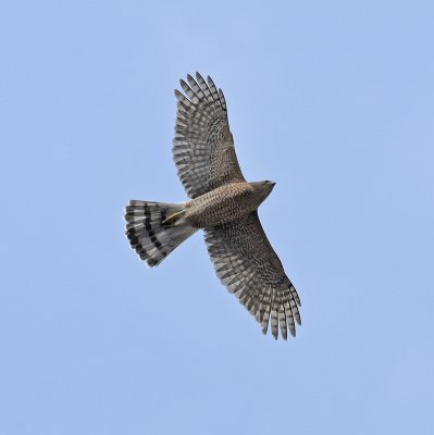 Mature Adult in Flight