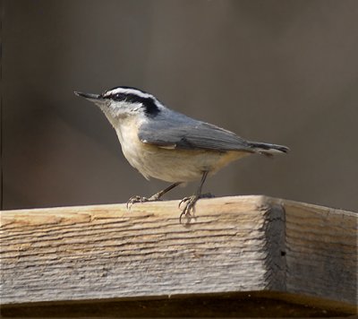 Red-breasted Nuthatch (Female)