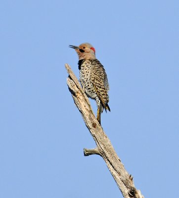 Northern Flicker (Yellow-shafted) (Taiga/Eastern)