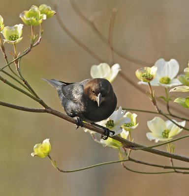 Brown-headed Cowbird