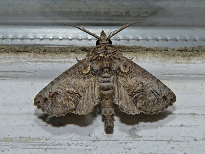 Large Paectes Moth (8962)