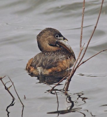 Breeding Adult with Fish
