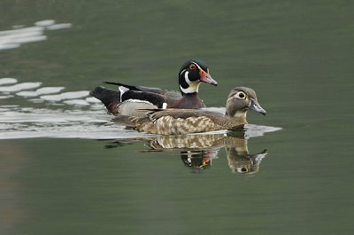  Earlier Wood Duck Photo Gallery 