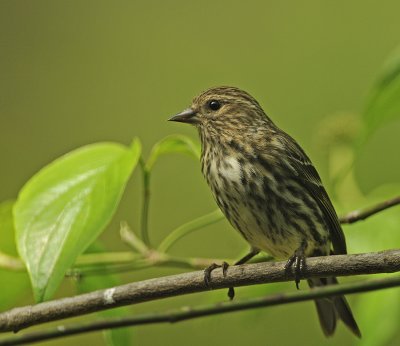 Pine Siskin