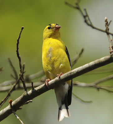 American Goldfinch (Adult breeding Male)
