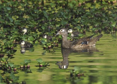 Wood Ducks  (Camoflauge Attempt!)