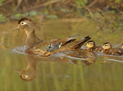 Wood Female and Ducklings