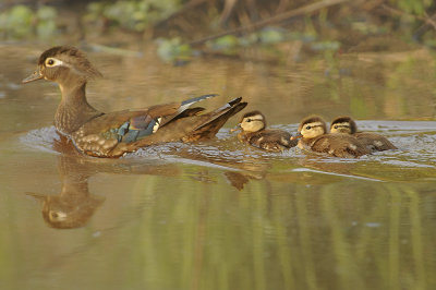 Female and Ducklings