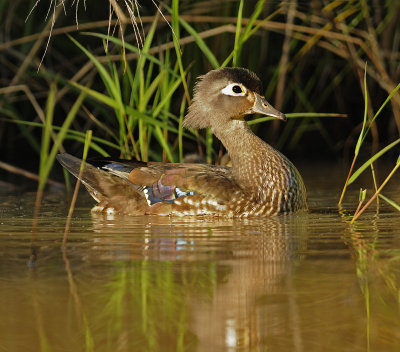 Adult Female