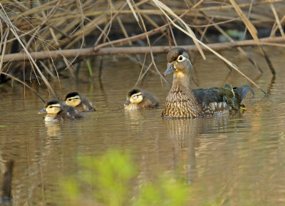 Female and Ducklings