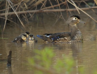 Wood Ducks