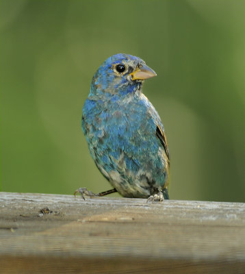 Indigo Bunting (1st Year Male)