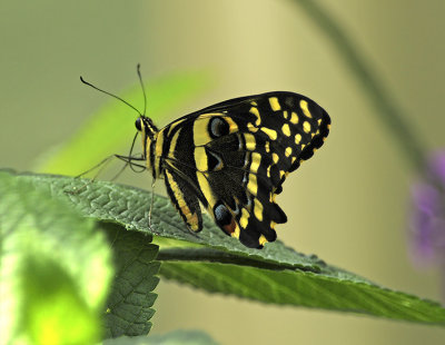 Lime Swallowtail