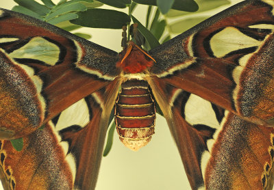Atlas Moth 