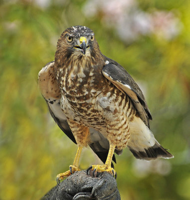 Broad-winged Hawk (Captive)