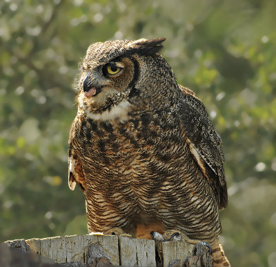 Great-horned Owl (Captive)