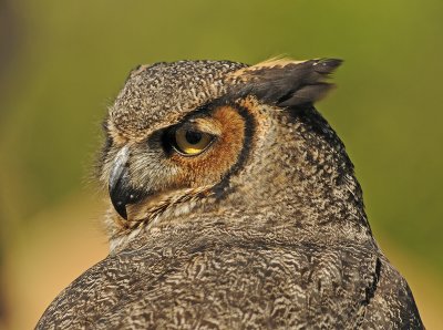 Great Horned Owl (Captive)