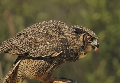 Great-horned Owl (Captive)