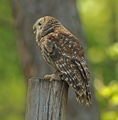 Adult (Captive)