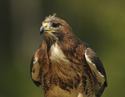 Red-tailed Hawk (Captive)