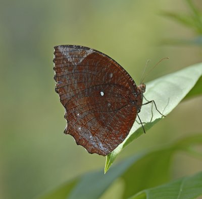 Common Palmfly