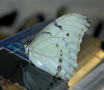 White Morpho