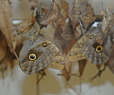 Forest Giant Owl Butterflies