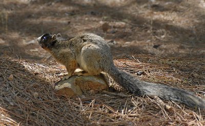 Sherman's Fox Squirrel