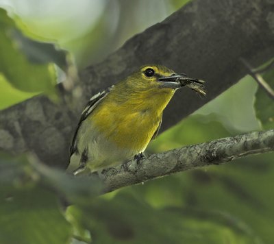 Yellow-throated Vireo