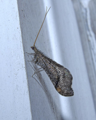 Beaded Lacewing