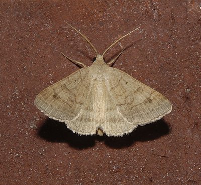 Vetch Looper Moth (8733)