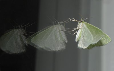 Southern Emerald Moth (7059)
