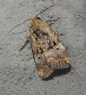 Chalcedony Midget Moth (9679)
