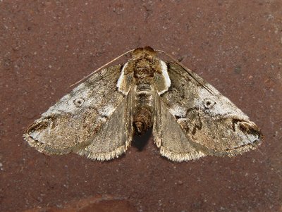 Eyed Baileya Moth (8970)