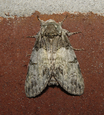 Mottled Prominent Moth (7975)