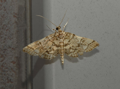 Checkered Apogeshna Moth (5177)