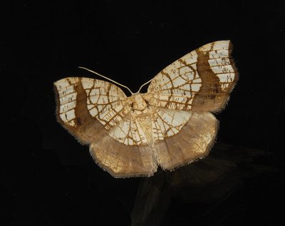 Horned Spanworm Moth (7010)