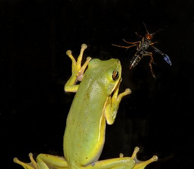 Frog and Wasp