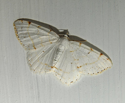 Lesser Maple Spanworm Moth (6273)