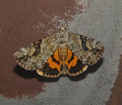 Little Nymph Underwing Moth (8876)