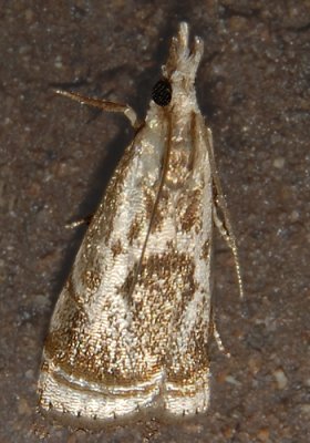 Elegant Grass-veneer Moth (5420)