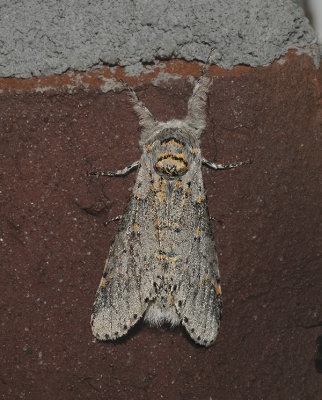 Gray Furcula Moth (7937)